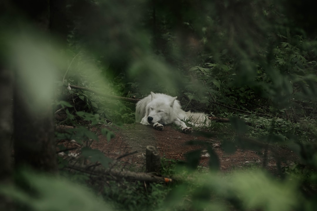 L’hybridation du loup, l’homme joue avec la nature et se voile la face